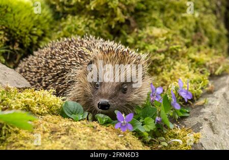 Wilder, einheimischer, europäischer Igel in natürlichem Gartenhabitat mit Veilchen und grünem Moos. Nahaufnahme, nach vorne zeigend. Horizontal. Platz für Kopie. Scie Stockfoto