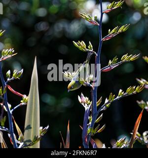 Der Silberauge/Tauhou auf einer Flachsblüte – auch bekannt als Wachsauge oder manchmal weißes Auge – ist ein kleiner und freundlicher olivgrüner Waldvögel mit weißem Stockfoto