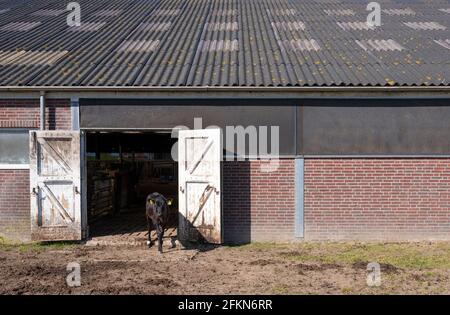 Schwarzes Kalb vor den Stalltüren der alten Farm in der niederlande Stockfoto