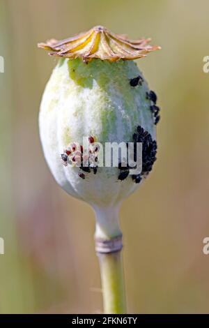 Kolonie der schwarzen Bohnenlaus (Aphs fabae) auf dem Mohnkopf. Es ist Mitglied der Ordnung Hemiptera. Zu den gebräuchlichen Namen gehören Schwarzfliege, Bohnenaphid. Stockfoto
