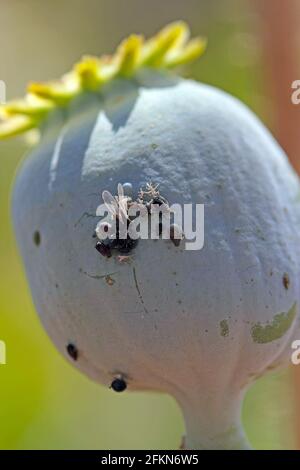 Kolonie der schwarzen Bohnenlaus (Aphs fabae) auf dem Mohnkopf. Es ist Mitglied der Ordnung Hemiptera. Zu den gebräuchlichen Namen gehören Schwarzfliege, Bohnenaphid. Stockfoto