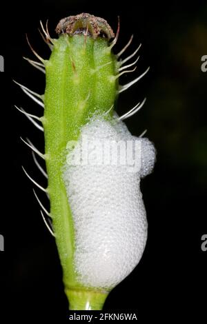 Larve (Nymphe) von Philaenus spumarius, der Wiesenfroghopper oder Wiesenspittleburg aus der Familie Aphrophoridae auf Mohnkopf. Stockfoto