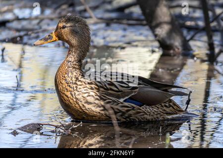 Mallard Weibchen (Ente, Henne), Anas platyrhynchos, National Trust, Brownsea Island, Dorset, Großbritannien Stockfoto