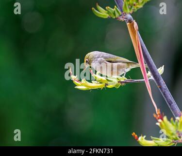 Der Silberauge/Tauhou auf einer Flachsblüte – auch bekannt als Wachsauge oder manchmal weißes Auge – ist ein kleiner und freundlicher olivgrüner Waldvögel mit weißem Stockfoto