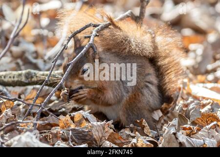 Versteckte Eichel, eurasisches Rothörnchen, Sciurus vulgaris, National Trust, Brownsea Island, Dorset, Großbritannien Stockfoto