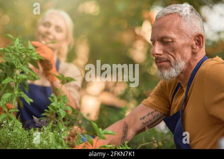 Fröhliches kaukasisches Paar mittleren Alters, das im Garten arbeitet Stockfoto