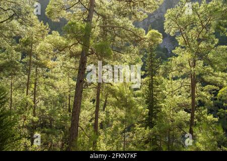 Schöner Kiefernwald mit Hintergrundbeleuchtung in den Bergen. Stockfoto