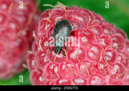 Erdbeerwurzel Weevil - Otiorhynchus ovatus (lateinischer Name) in der Himbeerfrucht. Es ist eine Art von Käfer aus der Familie Curculionidae. Stockfoto