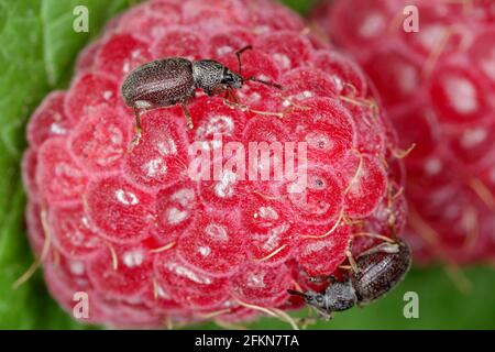 Erdbeerwurzel Weevil - Otiorhynchus ovatus (lateinischer Name) in der Himbeerfrucht. Es ist eine Art von Käfer aus der Familie Curculionidae. Stockfoto