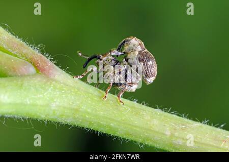 Käfer der Weevil-Familie (curculionidae) auf einer Himbeerpflanze im Garten. Stockfoto