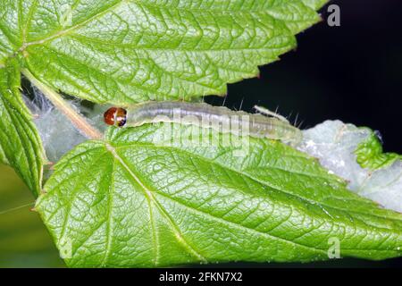 Raupe von Archips rosana (Cacoecia) die Rottortrix Tortricidae auf beschädigten Himbeerblättern. Die Larven ernähren sich von gerollten Blättern verschiedener Früchte Stockfoto