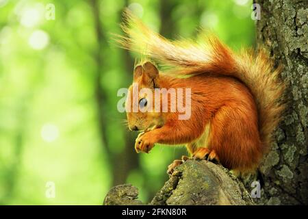 Sciurus. Nagetier. Das Eichhörnchen sitzt auf einem Baum und isst. Schöne rote Eichhörnchen im Park. Stockfoto