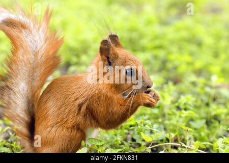 Sciurus. Nagetier. Das Eichhörnchen sitzt auf dem Gras und isst. Schönes rotes Eichhörnchen im Park Stockfoto