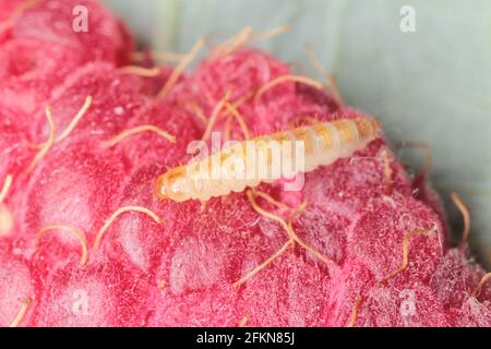 Der Himbeerkäfer (Byturus tomentosus). Es ist ein großer Schädling, der Himbeeren, Brombeeren und Loganbeeren betrifft. Stockfoto