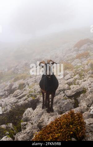 Bergziegen im Herbst im Otzarreta-Wald im Naturpark Gorbea, Spanien Stockfoto