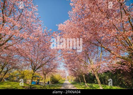 Eine Sakura-Kirschallee, die an einem ruhigen Frühlingstag mit einem Kinderspielplatz von rosa Blüten bedeckt ist. Ruhige, blühende Kirschbäume oder Kirschgärten Stockfoto