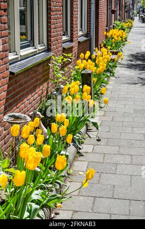 Rotterdam, Niederlande, 2. Mai 2021: "Fassadengarten", ein enger Streifen entlang des Pflasters in der Downtwon Eendrachtsstraat, der mit gelben Tulpen bepflanzt ist Stockfoto