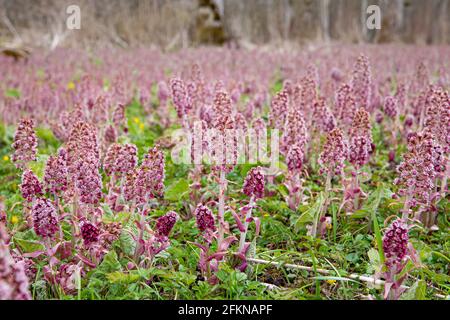 Kräuterheilpflanze Petasites hybridus, die im Frühjahr in der wilden Natur wachsende Butterbur. Feld von schönen rosa Blüten. Stockfoto