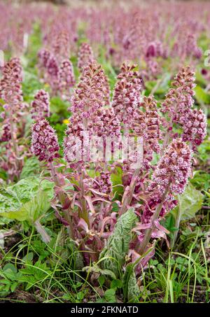 Kräuterheilpflanze Petasites hybridus, die im Frühjahr in der wilden Natur wachsende Butterbur. Feld von schönen rosa Blüten. Stockfoto