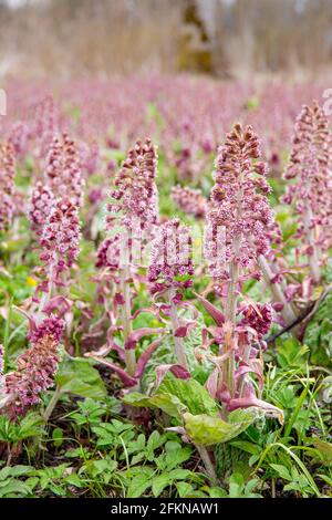 Kräuterheilpflanze Petasites hybridus, die im Frühjahr in der wilden Natur wachsende Butterbur. Feld von schönen rosa Blüten. Stockfoto