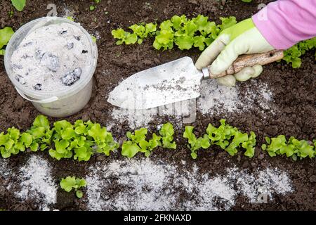 Gärtner Hand bestreuen Holz verbrennen Asche von kleinen Gartenschaufel zwischen Salatkräutern für ungiftige Bio-Insektenschutzmittel auf Salaten. Stockfoto