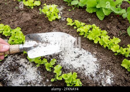 Gärtner Hand bestreuen Holz verbrennen Asche von kleinen Gartenschaufel zwischen Salatkräutern für ungiftige Bio-Insektenschutzmittel auf Salaten. Stockfoto