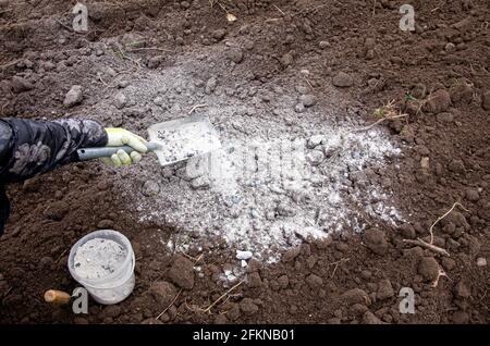 Gärtner mischen Holz verbrennen Asche Pulver in Garten schwarzen Boden zu düngen Boden und geben Nährstoffe für Pflanzen Konzept. Stockfoto