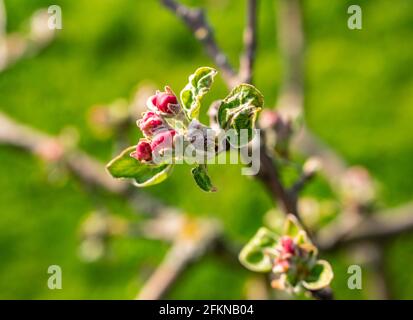 Apfelbaumblüte blüht rosa im Frühling Stockfoto