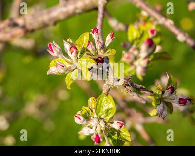 Im Garten blüht ein schöner Apfelbaum Stockfoto