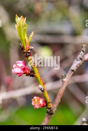 Pink Peach Blossom im Frühjahr Stockfoto