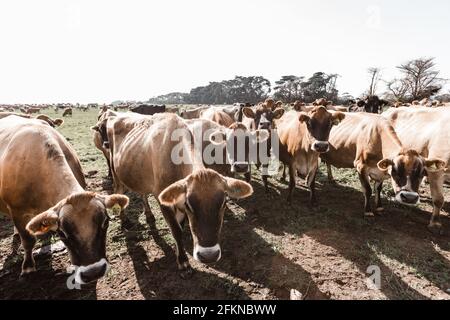 jersey Kühe auf einem Milchviehbetrieb Stockfoto