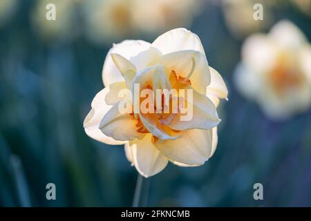 Nahaufnahme einer schönen gelben Narzissenblume, Makrofotografie, vertikal Stockfoto
