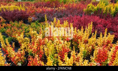 Vielfalt der Thunberger Berberbeerarten in der Pflanzenkinderei. Herbstfarben der Berberbeersträucher Garten. Herbsthintergrund mit Kopierbereich. Stockfoto