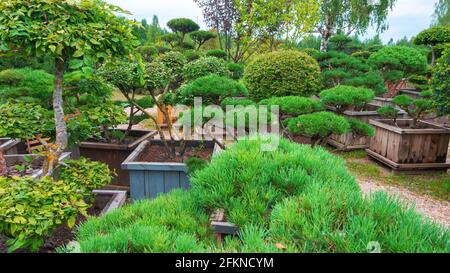 Niwaki-Technik zum Schneiden von Nadelbumen. Bergkiefer Bonsai als  Beispiel fr topiary Art. Drip Bewsserungssystem fr Bume in einer  Pflanzenkserei Stockfotografie - Alamy