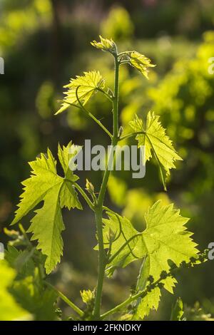 Frische grüne Traubenblätter im Sonnenlicht aus nächster Nähe Stockfoto