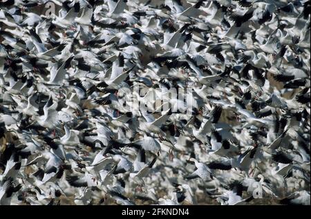 Snow Goose Flock 'lift off' Anser Caerulescans Bosque del Apache NWR New Mexico, USA BI002184 Stockfoto