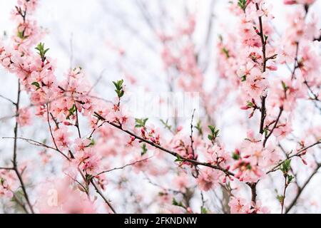 Feder Grenze oder Hintergrund Kunst mit rosa Blüten. Schöne Natur Szene mit blühenden Baum und Sonne Flare. Ostern sonniger Tag. Frühling Blumen. Beautifu Stockfoto