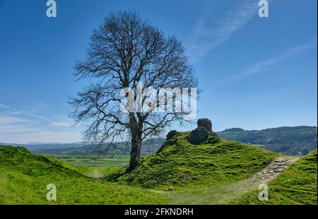 Ein einbunter Baum neben den Ruinen von Dryslwyn Castle, Dryslwyn, Carmarthenshire Stockfoto