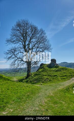 Ein einbunter Baum neben den Ruinen von Dryslwyn Castle, Dryslwyn, Carmarthenshire Stockfoto
