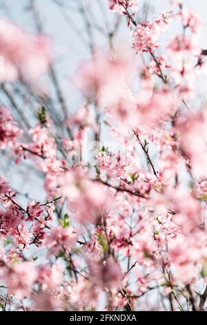 Selektiver Fokus von schönen Ästen von Kirschblüten auf dem Baum unter blauem Himmel, schöne Sakura Blumen während der Frühjahrssaison im Park. Frühling Stockfoto