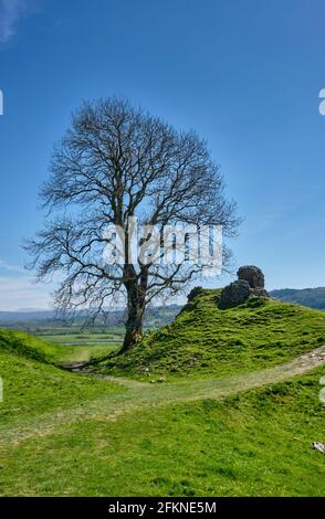 Ein einbunter Baum neben den Ruinen von Dryslwyn Castle, Dryslwyn, Carmarthenshire Stockfoto