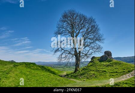 Ein einbunter Baum neben den Ruinen von Dryslwyn Castle, Dryslwyn, Carmarthenshire Stockfoto