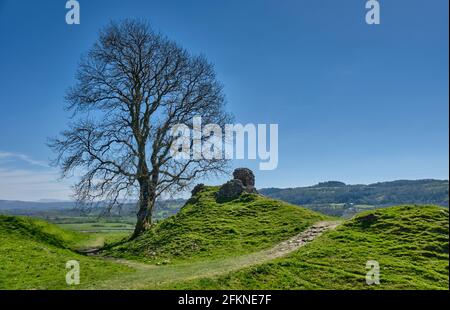 Ein einbunter Baum neben den Ruinen von Dryslwyn Castle, Dryslwyn, Carmarthenshire Stockfoto