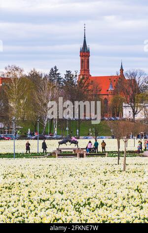 Wunderbare gelbe und weiße Narzissen, Narzissen, mehrjährige Frühlingsblumen und Pflanzen unter dem grünen Gras in Druskininkai, Litauen mit Kirche Stockfoto