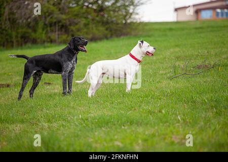 Zwei Hunde - ein weißer weiblicher Pitbull-Terrier und ein schwarzer deutscher Kurzhaarzeiger stehen im Frühling draußen auf einem grünen Rasen. Stockfoto