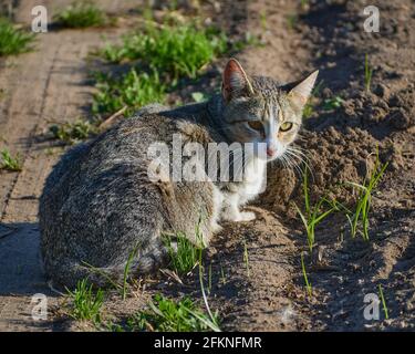 Entzückende Katze sitzt und schaut auf die Kamera in einem Nährboden Stockfoto