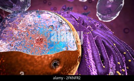 Organellen in Eukaryote, Fokus auf Kern - 3d-Illustration Stockfoto