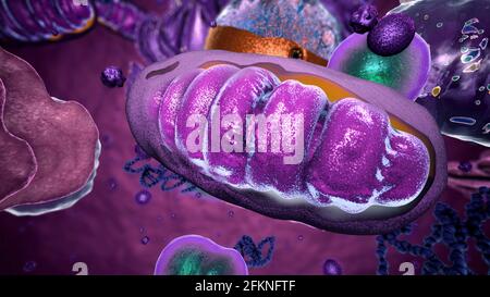 Organellen in Eukaryote, Fokus auf Mitochondrien - 3d-Illustration Stockfoto