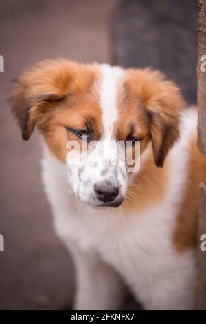 Kleiner rot-weißer Hundewelpe mit traurigen Augen Das Tierheim für die Adoption Stockfoto