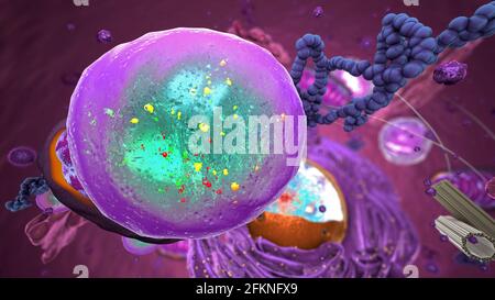 Organellen in Eukaryote, Fokus auf Lysososum - 3d-Illustration Stockfoto